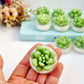 Cactus Circle Tealights - Pack of 6