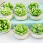 Cactus Circle Tealights - Pack of 6